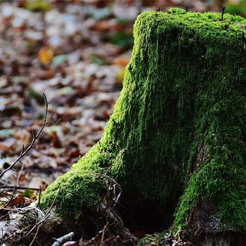 Dessouchage arbre et haie 18