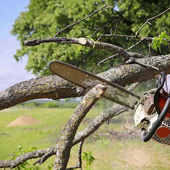 Entreprise abattage arbre 18