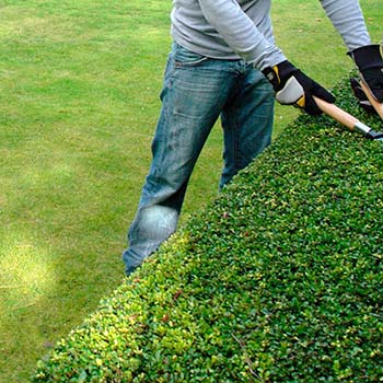 Jardinier taille de haie 18